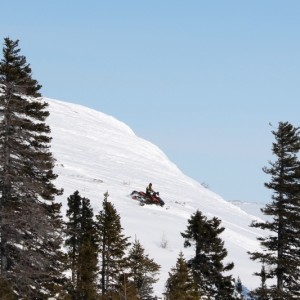 Snowmobiler spotted through the trees.